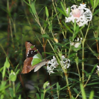 Graphium macleayanum (Macleay's Swallowtail) at Acton, ACT - 1 May 2024 by TimL