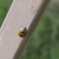 Peltoschema hamadryas (Hamadryas leaf beetle) at Lyons, ACT - 1 May 2024 by ran452