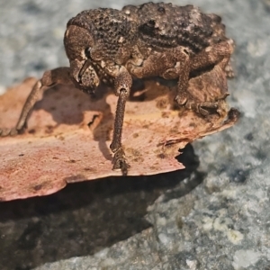 Aterpodes sp. (genus) at Tidbinbilla Nature Reserve - 28 Feb 2024