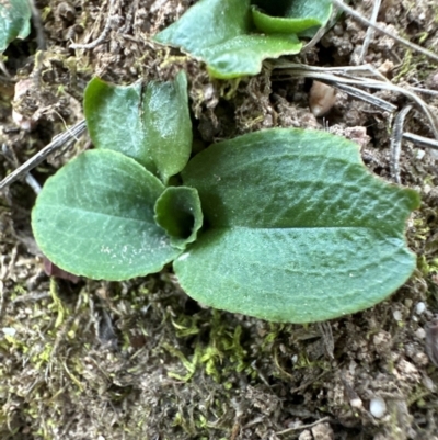 Pterostylis nutans (Nodding Greenhood) at Aranda Bushland - 1 May 2024 by lbradley