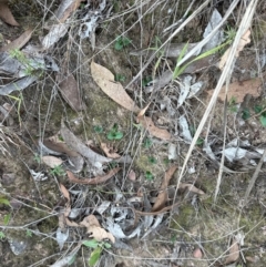 Pterostylis nutans at Aranda, ACT - suppressed