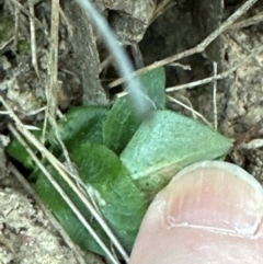 Pterostylis nutans at Aranda, ACT - suppressed