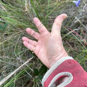 Wahlenbergia stricta subsp. stricta at Aranda, ACT - 1 May 2024