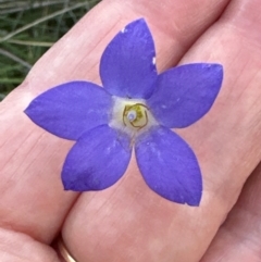 Wahlenbergia stricta subsp. stricta at Aranda, ACT - 1 May 2024