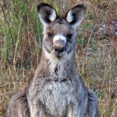 Macropus giganteus (Eastern Grey Kangaroo) at Denman Prospect, ACT - 1 May 2024 by AaronClausen