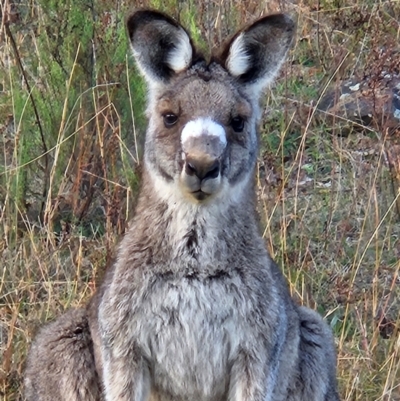 Macropus giganteus (Eastern Grey Kangaroo) at Denman Prospect, ACT - 1 May 2024 by AaronClausen