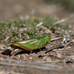 Schizobothrus flavovittatus (Disappearing Grasshopper) at Fyshwick, ACT - 1 May 2024 by davidcunninghamwildlife