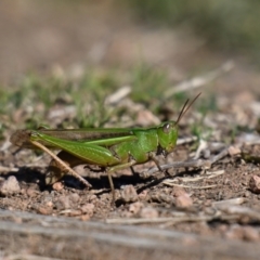 Schizobothrus flavovittatus at Jerrabomberra Wetlands - 1 May 2024 11:36 AM