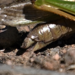 Schizobothrus flavovittatus at Jerrabomberra Wetlands - 1 May 2024 11:36 AM