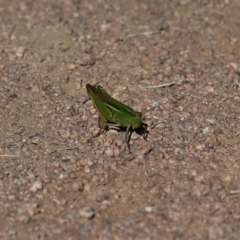 Schizobothrus flavovittatus at Jerrabomberra Wetlands - 1 May 2024 11:36 AM