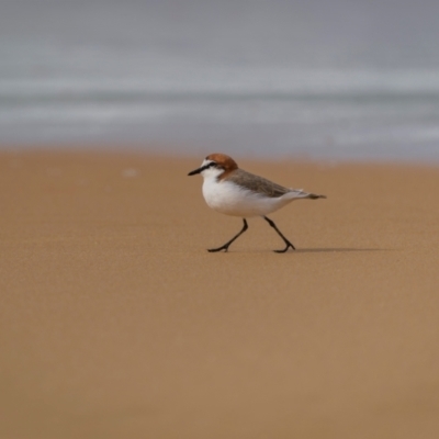Anarhynchus ruficapillus (Red-capped Plover) at Bournda National Park - 28 Apr 2024 by trevsci