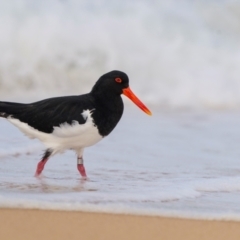 Haematopus longirostris (Australian Pied Oystercatcher) at Bournda National Park - 28 Apr 2024 by trevsci