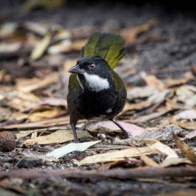 Psophodes olivaceus (Eastern Whipbird) at Bournda Environment Education Centre - 28 Apr 2024 by trevsci
