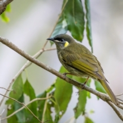 Meliphaga lewinii (Lewin's Honeyeater) at Bournda National Park - 28 Apr 2024 by trevsci