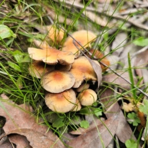 Hypholoma fasciculare at QPRC LGA - 1 May 2024