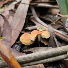 Hypholoma fasciculare at QPRC LGA - 1 May 2024 03:25 PM