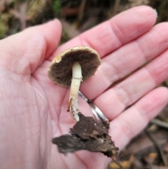 Hypholoma fasciculare at QPRC LGA - 1 May 2024