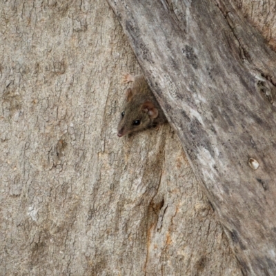 Antechinus agilis (Agile Antechinus) at Bournda National Park - 28 Apr 2024 by trevsci
