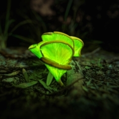 Omphalotus nidiformis (Ghost Fungus) at Bournda National Park - 28 Apr 2024 by trevsci