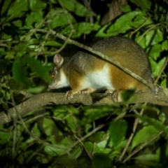 Pseudocheirus peregrinus (Common Ringtail Possum) at Wallagoot, NSW - 28 Apr 2024 by trevsci