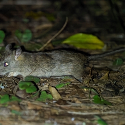 Mus musculus (House Mouse) at Bournda National Park - 28 Apr 2024 by trevsci