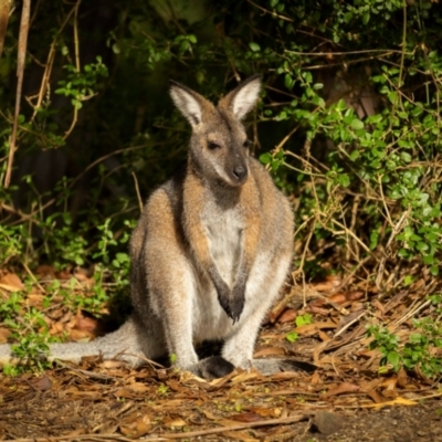 Notamacropus rufogriseus (Red-necked Wallaby) at Bournda National Park - 28 Apr 2024 by trevsci