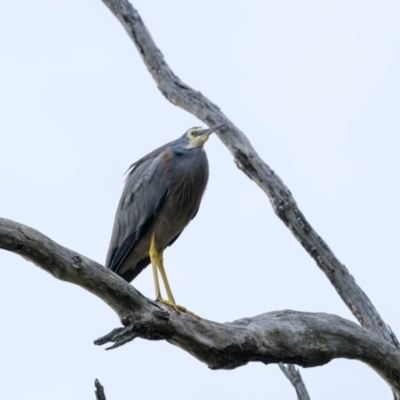 Egretta novaehollandiae (White-faced Heron) at Bournda, NSW - 28 Apr 2024 by trevsci