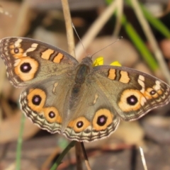 Junonia villida (Meadow Argus) at Stranger Pond - 1 May 2024 by RodDeb