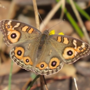 Junonia villida at Stranger Pond - 1 May 2024