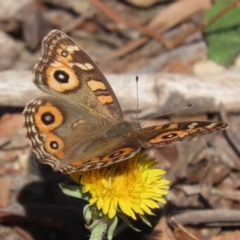 Junonia villida at Stranger Pond - 1 May 2024