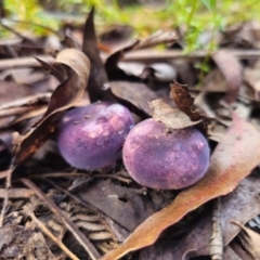 Russula sp. (Russula) at Harolds Cross, NSW - 1 May 2024 by Csteele4