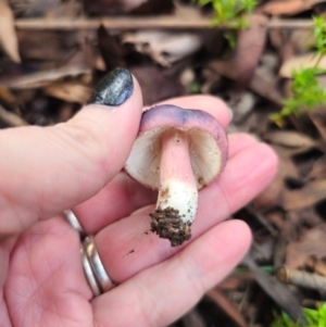 Russula sp. at Tallaganda State Forest - 1 May 2024