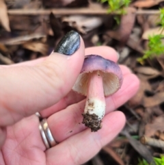 Russula sp. at Tallaganda State Forest - 1 May 2024