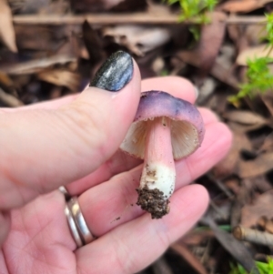 Russula sp. (genus) at Tallaganda State Forest - 1 May 2024 03:27 PM