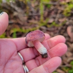 Russula sp. at Tallaganda State Forest - 1 May 2024