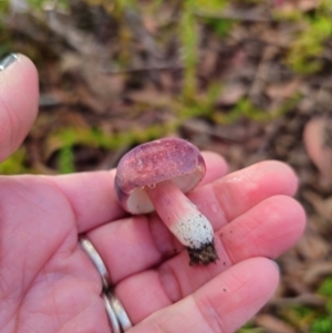 Russula sp. (genus) at Tallaganda State Forest - 1 May 2024 03:27 PM