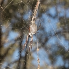 Trichonephila edulis (Golden orb weaver) at MTR591 at Gundaroo - 1 May 2024 by AlisonMilton