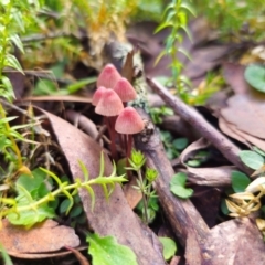 Mycena kuurkacea (Bleeding Mycena) at Harolds Cross, NSW - 1 May 2024 by Csteele4