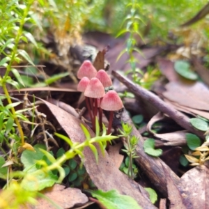 Mycena kuurkacea at QPRC LGA - 1 May 2024 03:31 PM