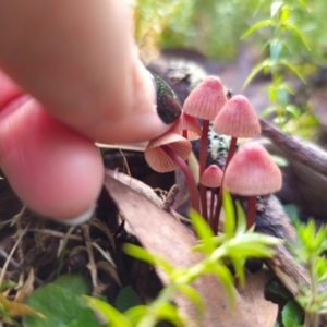 Mycena kuurkacea at QPRC LGA - 1 May 2024 03:31 PM