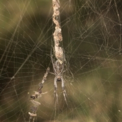 Trichonephila edulis (Golden orb weaver) at MTR591 at Gundaroo - 1 May 2024 by AlisonMilton