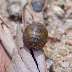 Solenotichus circuliferus (Solenotichus shield bug) at Cotter River, ACT - 25 Feb 2024 by KorinneM