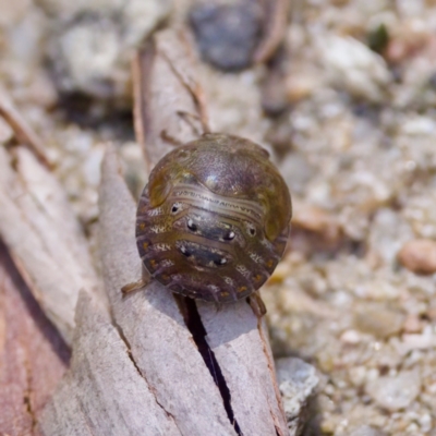 Solenotichus circuliferus (Solenotichus shield bug) at Cotter River, ACT - 25 Feb 2024 by KorinneM