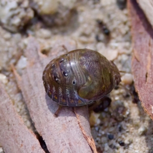 Solenotichus circuliferus at Namadgi National Park - 25 Feb 2024