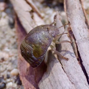 Solenotichus circuliferus at Namadgi National Park - 25 Feb 2024