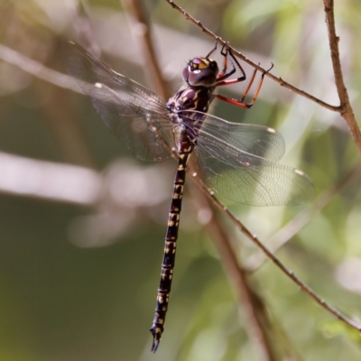 Austroaeschna multipunctata (Multi-spotted Darner) at Cotter River, ACT - 25 Feb 2024 by KorinneM