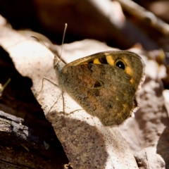 Geitoneura klugii (Marbled Xenica) at Cotter River, ACT - 25 Feb 2024 by KorinneM