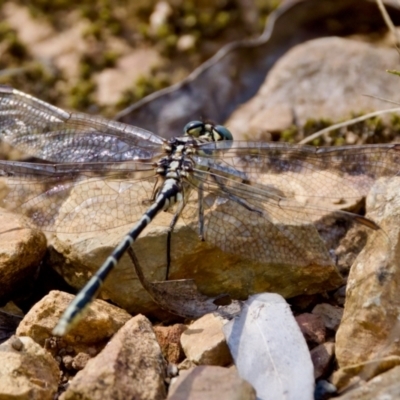 Austrogomphus guerini (Yellow-striped Hunter) at Cotter River, ACT - 25 Feb 2024 by KorinneM