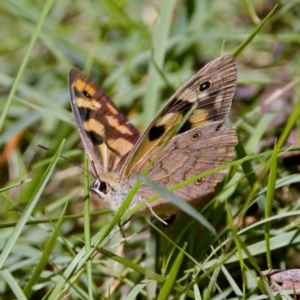 Heteronympha penelope at Namadgi National Park - 25 Feb 2024 03:26 PM