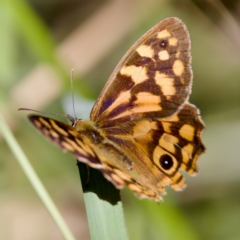 Heteronympha paradelpha (Spotted Brown) at Cotter River, ACT - 25 Feb 2024 by KorinneM